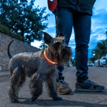 Coleira LED para Animais de Estimação Petlux InnovaGoods